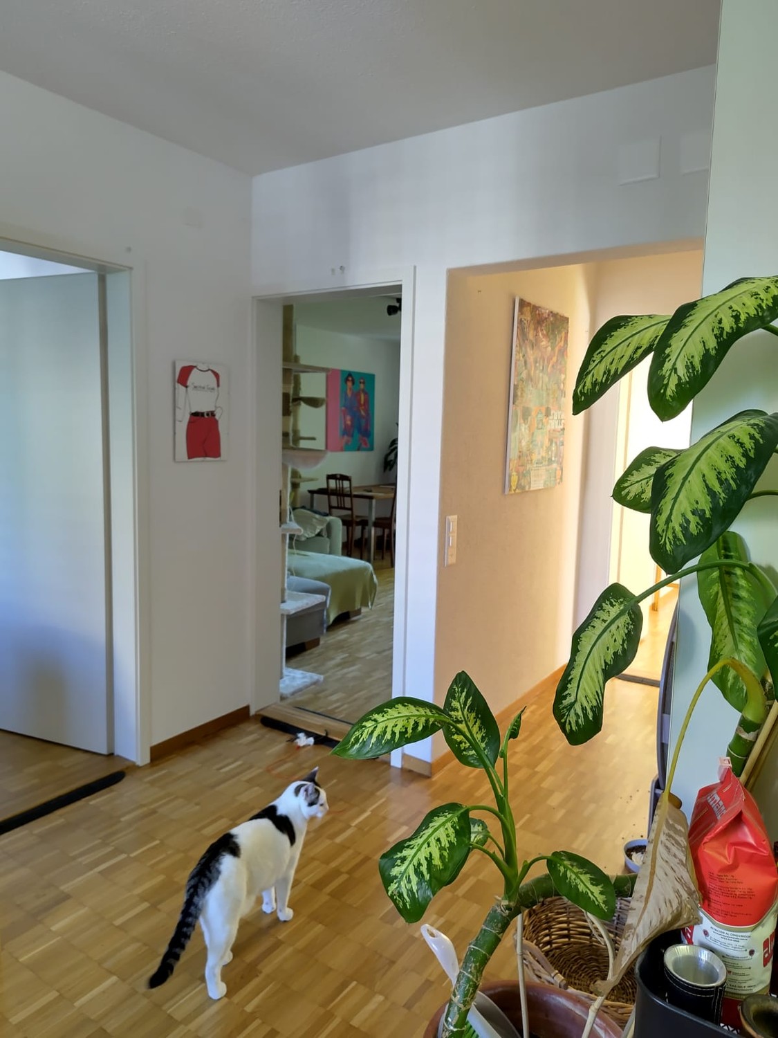 Room in a shared flat